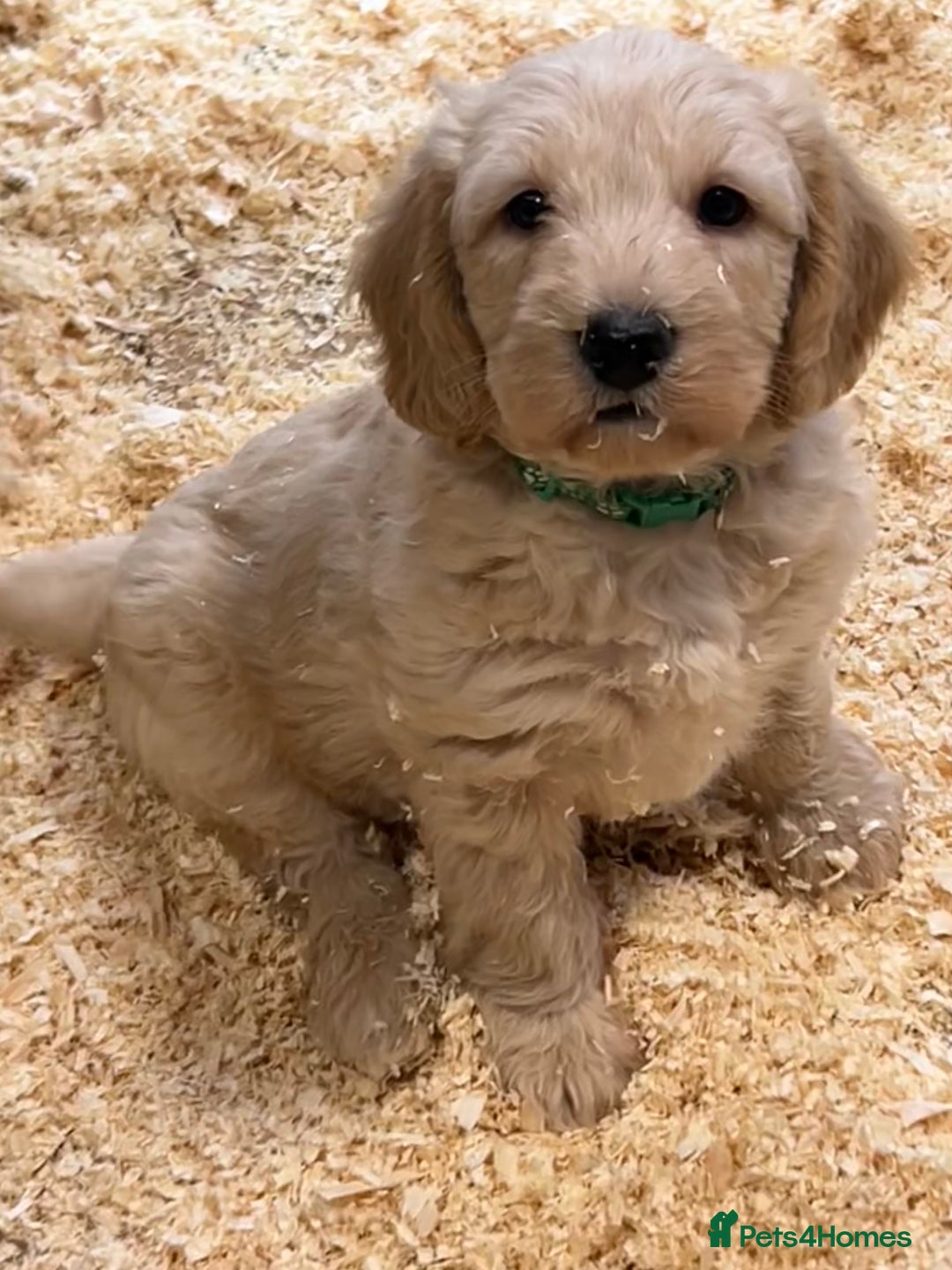 Labradoodle dogs for sale: Miniature Labradoodle Puppies ready 22/11/25 - Advert 9