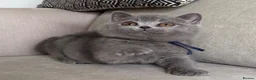 British Shorthair cats for sale: ✨ GCCF BEAUTIFUL KITTENS ✨ - Advert 20