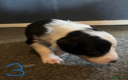 Border Collie dogs for sale: Border Collie Puppies - Image 10