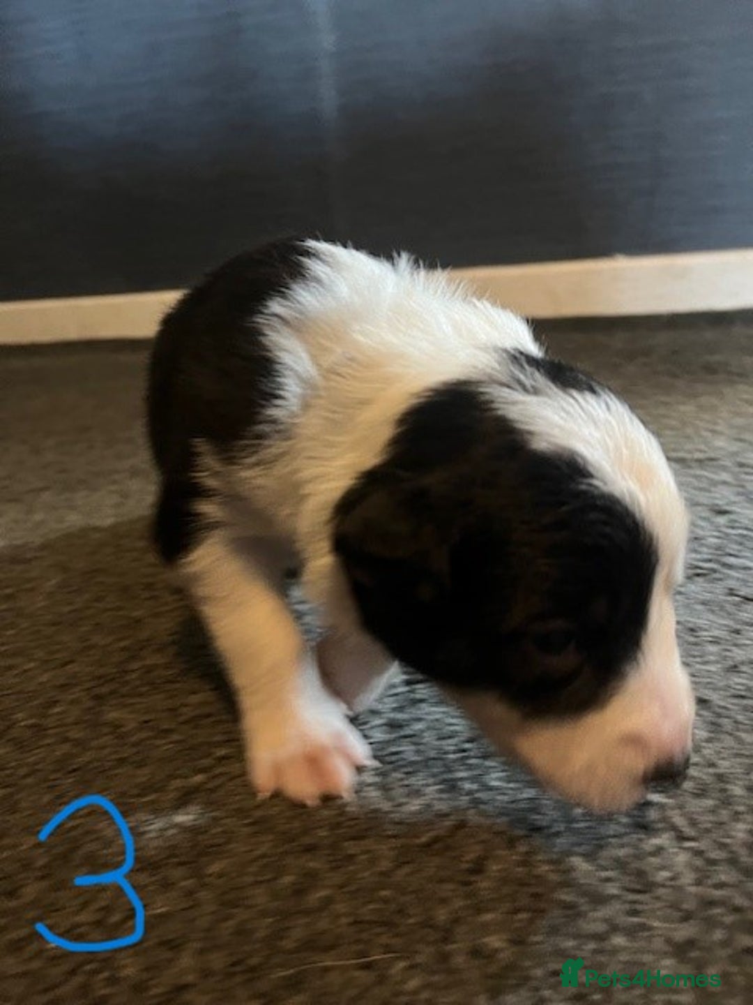 Border Collie dogs for sale: Border Collie Puppies - Image 10