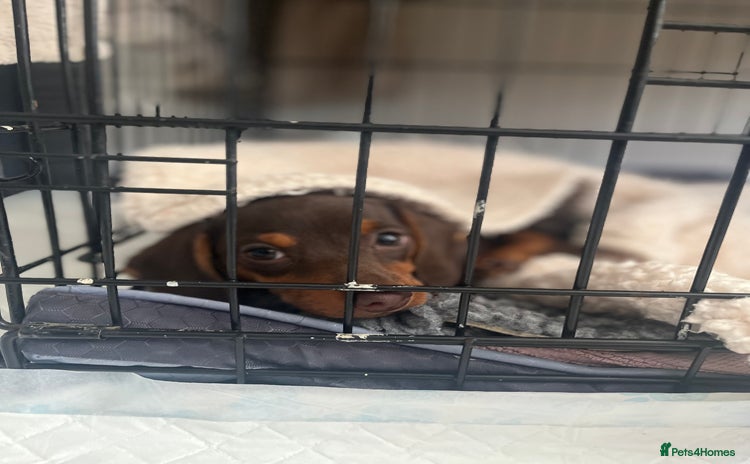 Miniature Dachshund dogs - Advert 14