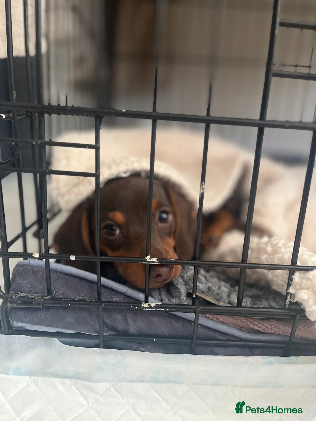 Miniature Dachshund dogs for sale: Chocolate & Tan Girl - Image 1