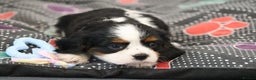 Cavalier King Charles Spaniel dogs for sale: Cavalier King Charles Puppies for sale - Advert 19