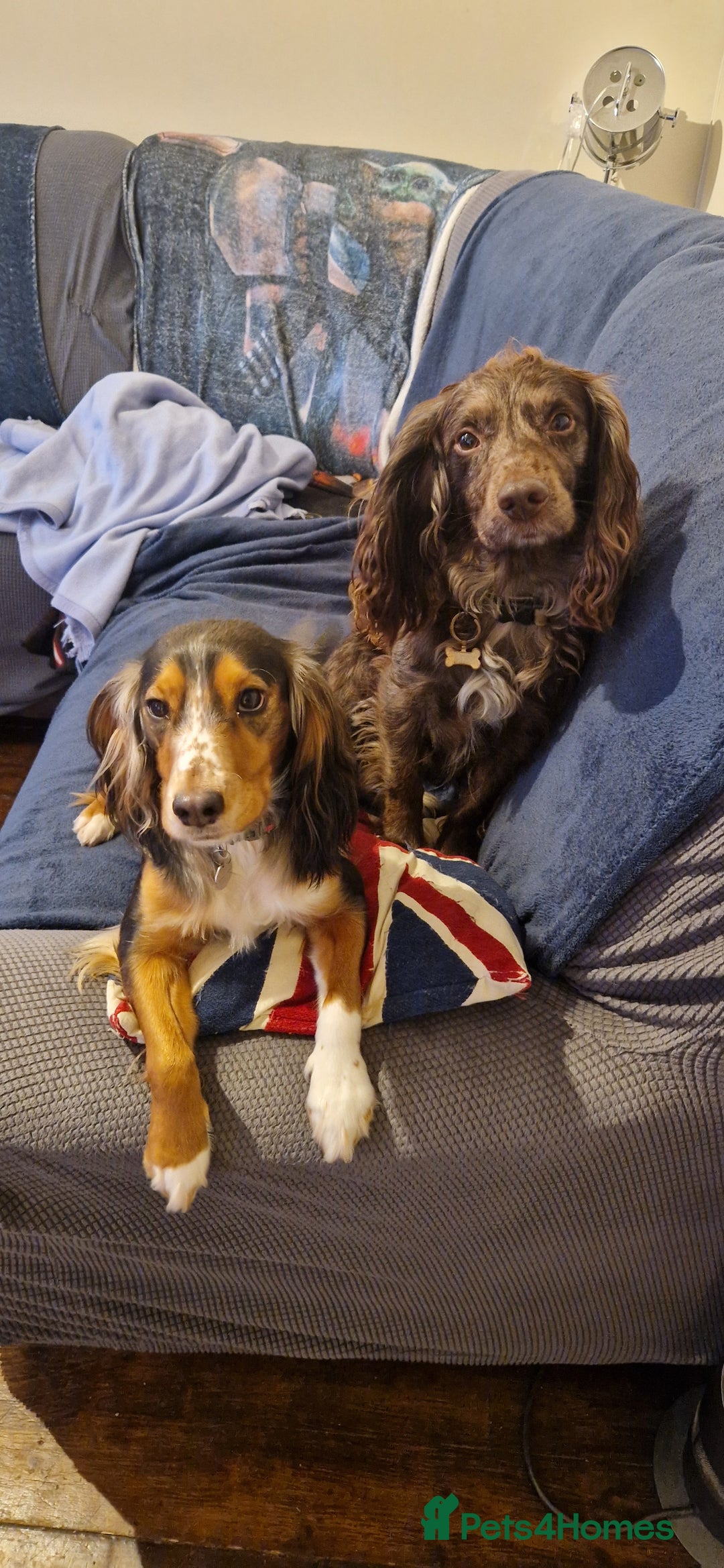 Cocker Spaniel dogs for sale: Cocker Puppies - Image 3