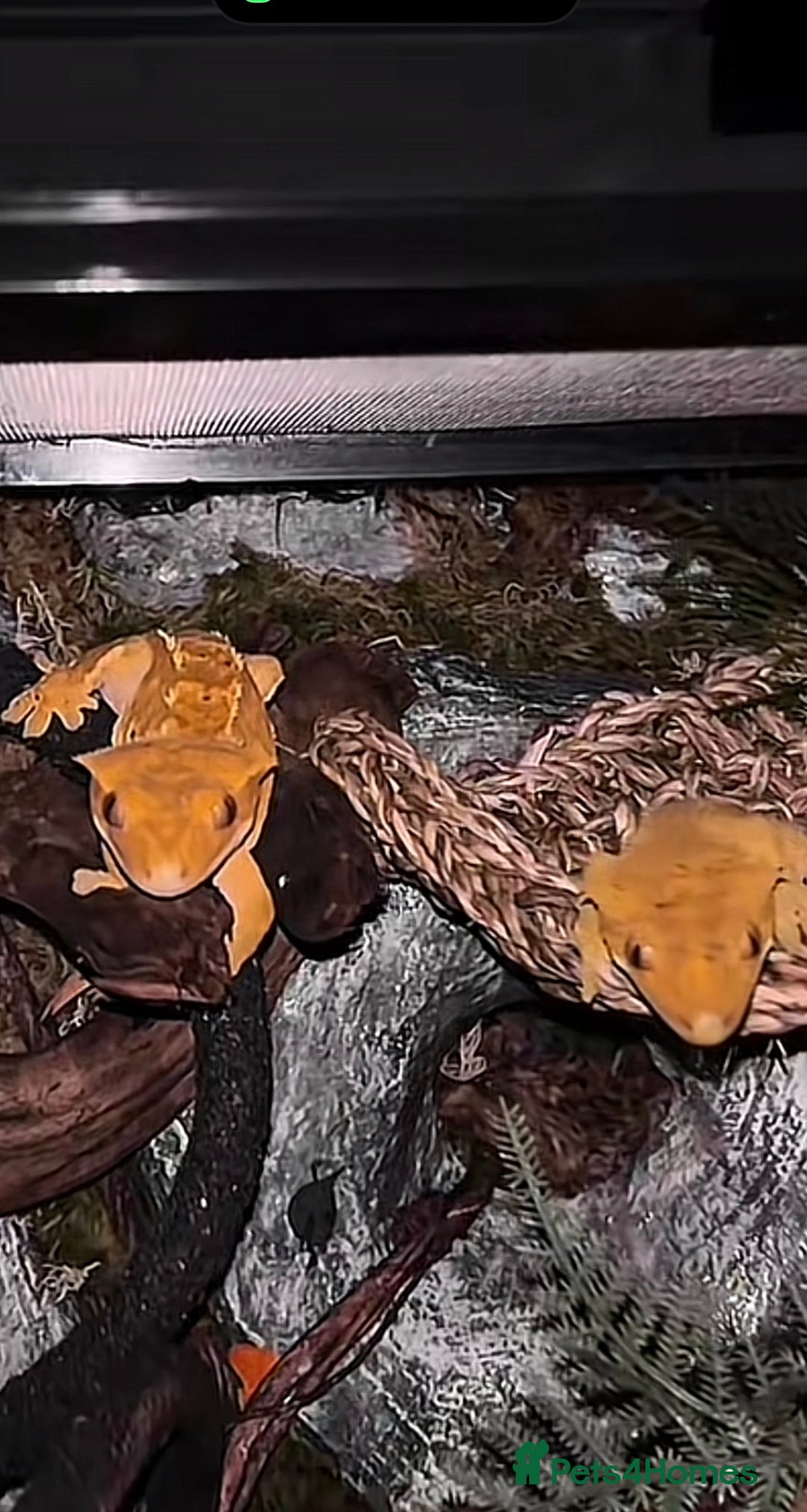 Gecko reptiles for sale: Proven breeding group of crested geckos  - Advert 7