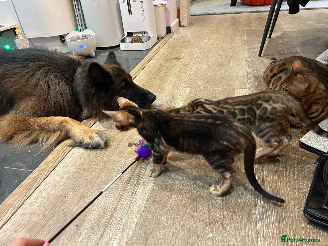 Bengal cats for sale: Champion bloodline Bengal kittens - Advert 34