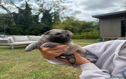 German Shepherd dogs for sale: ❤️KC health tested unique gsd babies 🩷 - Image 10