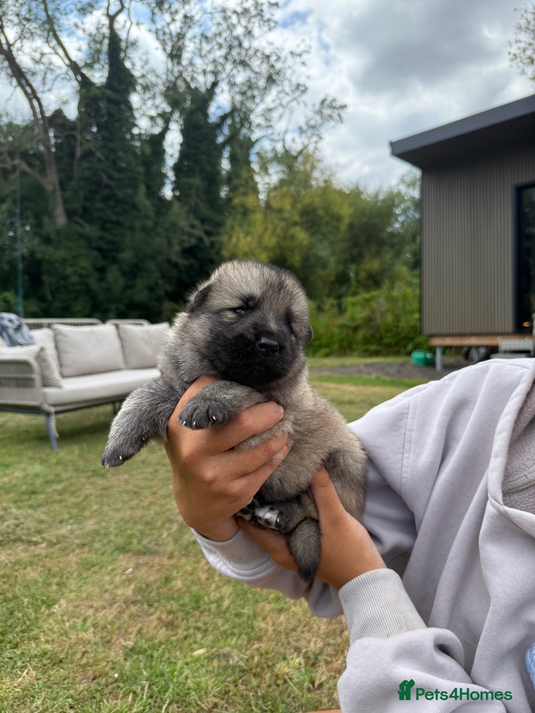 German Shepherd dogs for sale: ❤️KC health tested unique gsd babies 🩷 - Image 10