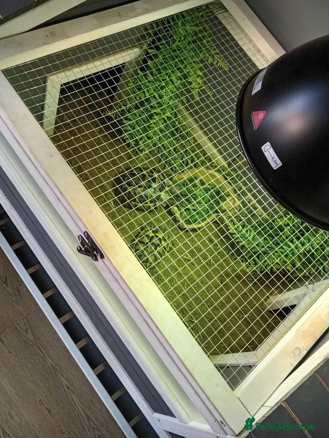Tortoise reptiles for sale: 2 tortoise and full set up - Advert 2