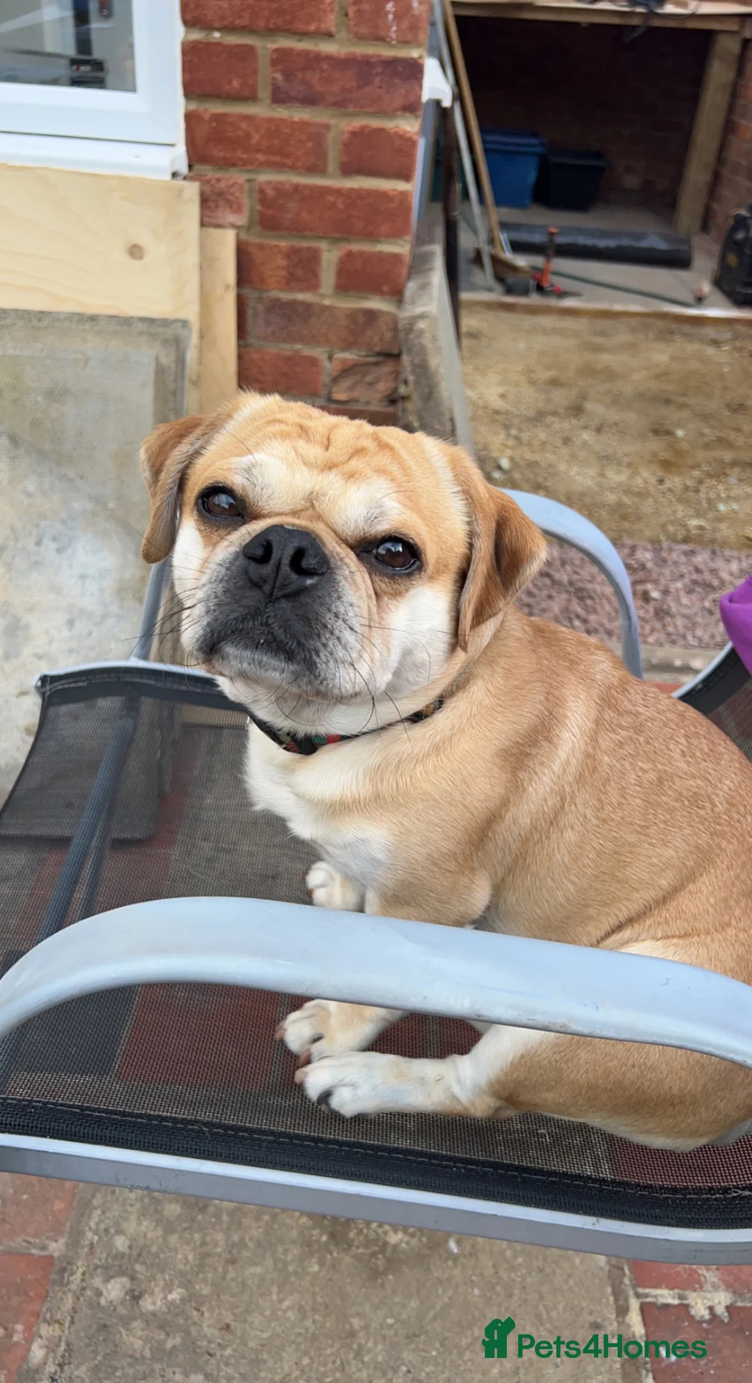 Mixed Breed dogs for sale: Pug cross looking for home - Advert 1