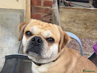 Mixed Breed dogs Pug cross looking for home - Advert 2
