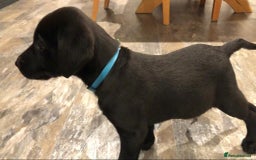 Labrador Retriever dogs for sale: Labrador Puppies for Sale - ready 28th September - Image 3