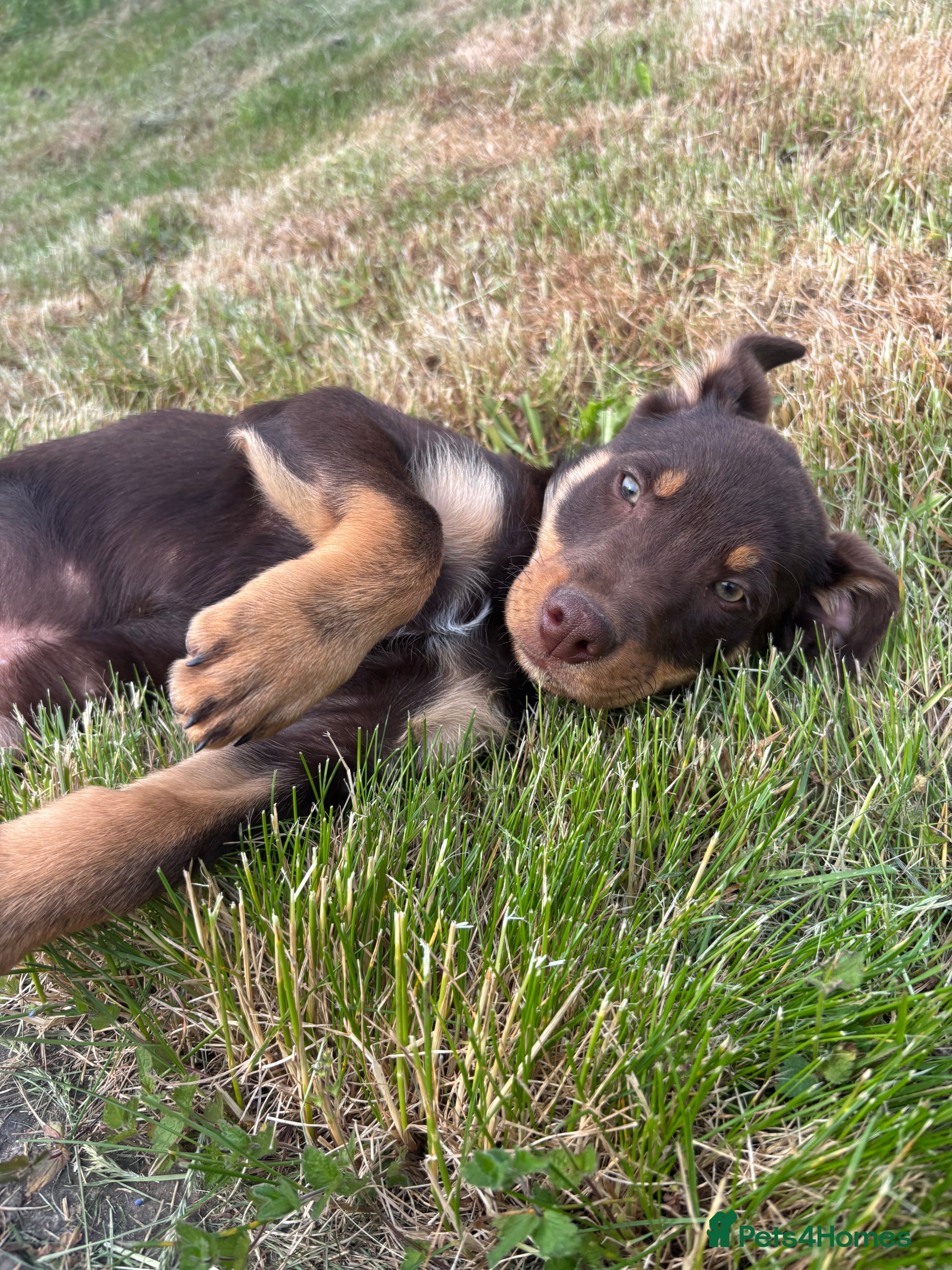 Australian Kelpie dogs 2 Boys Red and Tan Australian Kelpie Puppies - Advert 2
