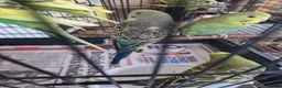 Budgerigars birds for sale: Baby budgies 2026 - Advert 2
