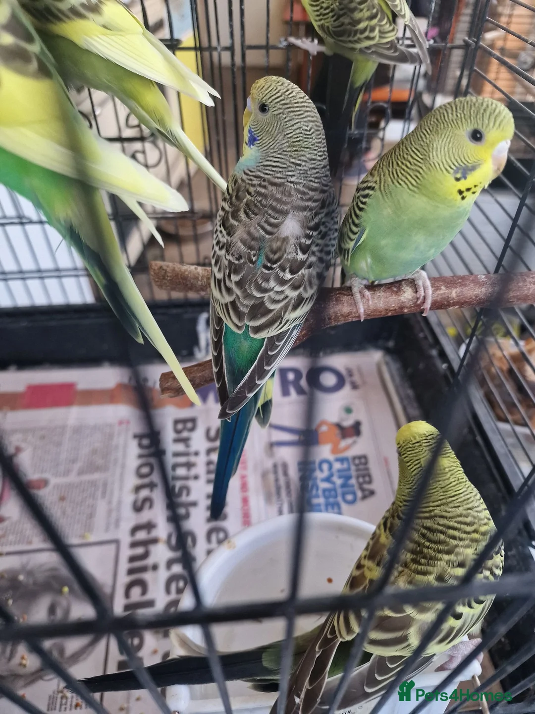 Budgerigars birds for sale: Baby budgies 2026 - Advert 2