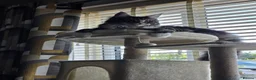 Maine Coon cats for sale: maine coon male 9months old  - Advert 11