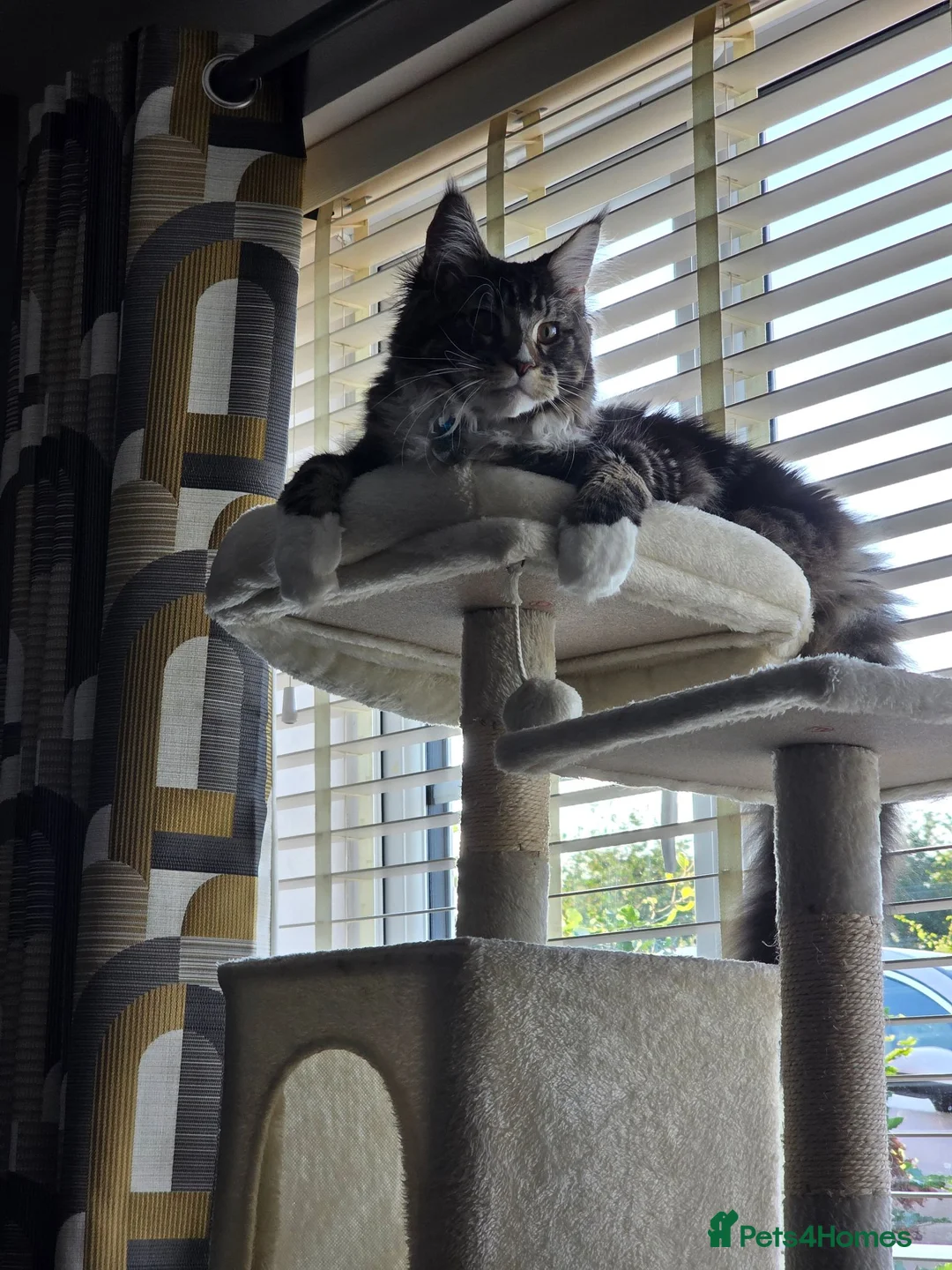 Maine Coon cats for sale: maine coon male 9months old  - Advert 11