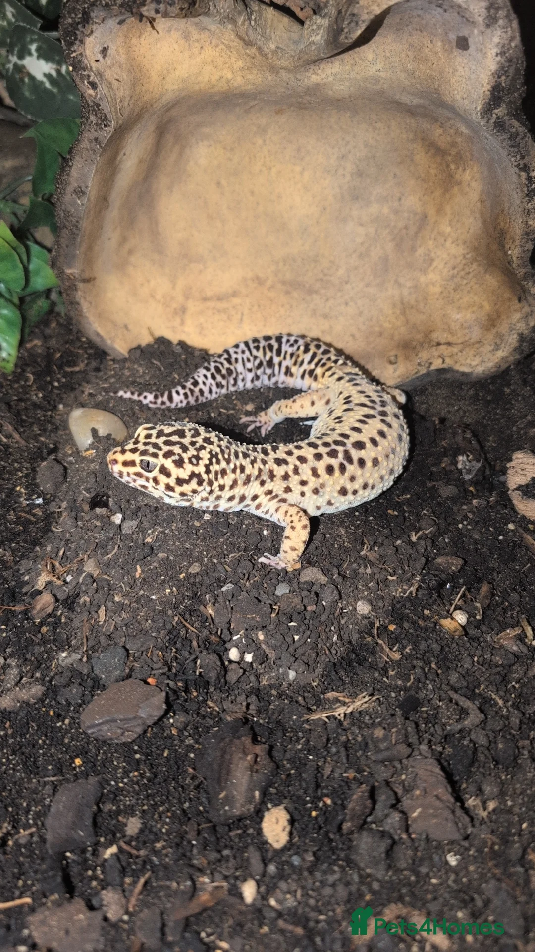 Skink reptiles for sale: Peterss banded skinks leopard gecko  - Advert 6