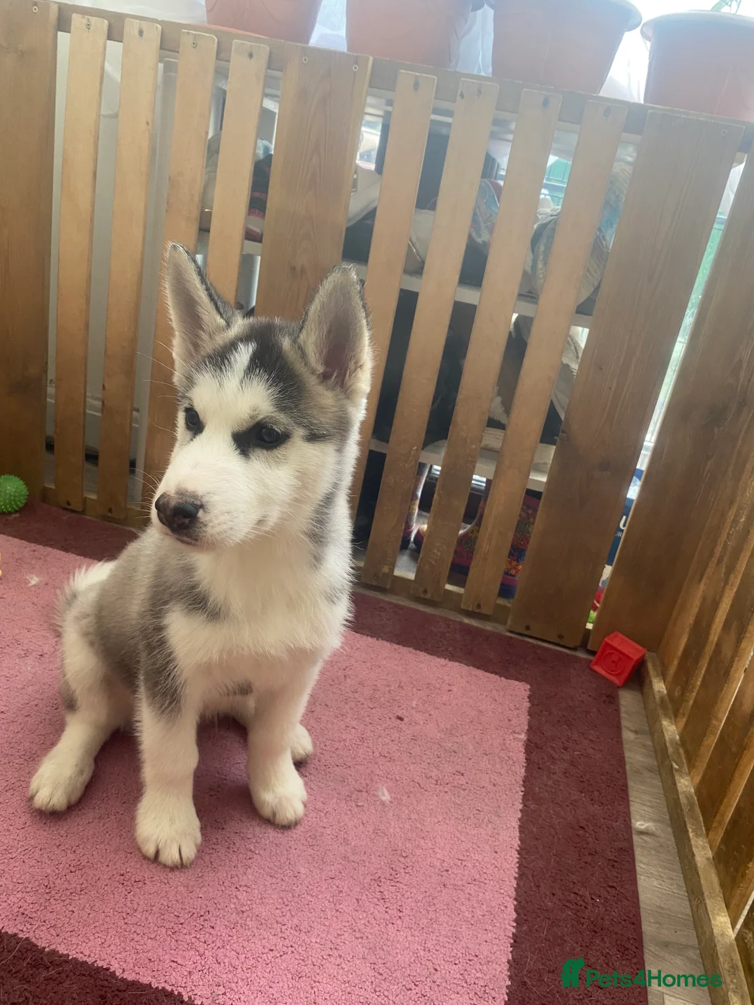 Siberian Husky dogs for sale: 💙 Siberian Husky Puppy (Boy)  - Advert 2
