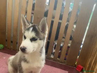 Siberian Husky dogs Siberian Husky puppies - Advert 4