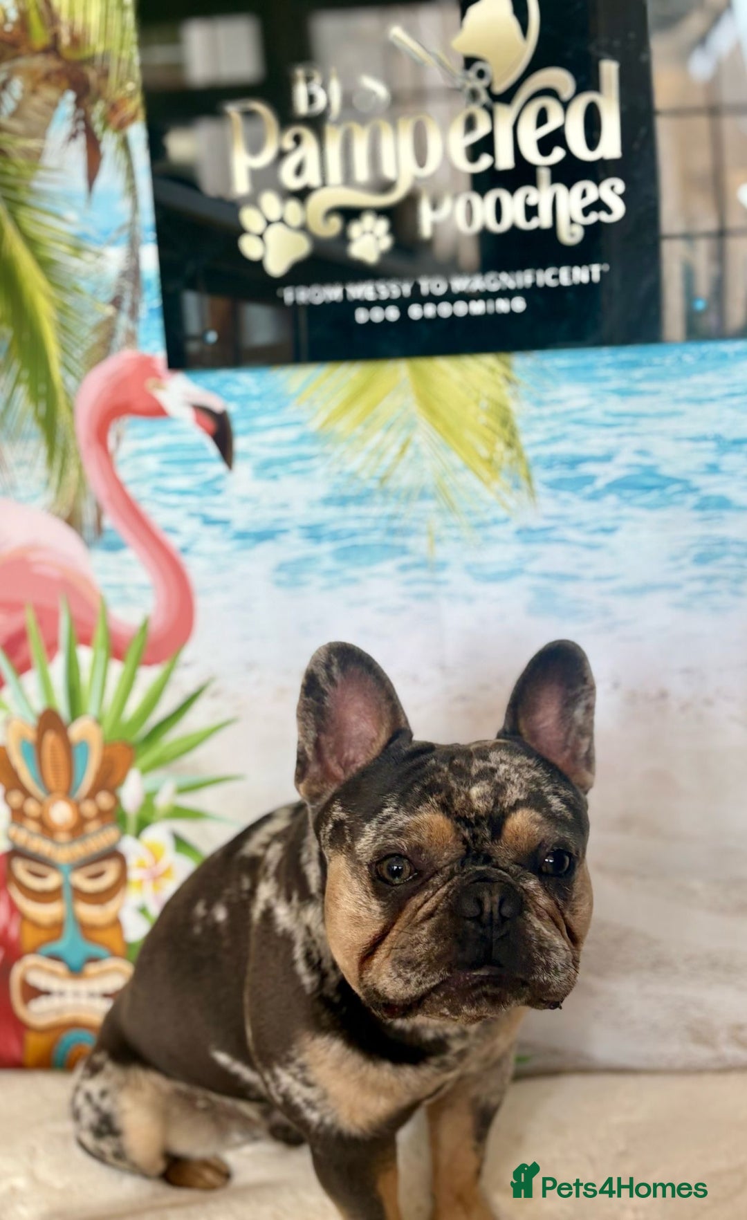 French Bulldog dogs for sale: Benji  - Image 4