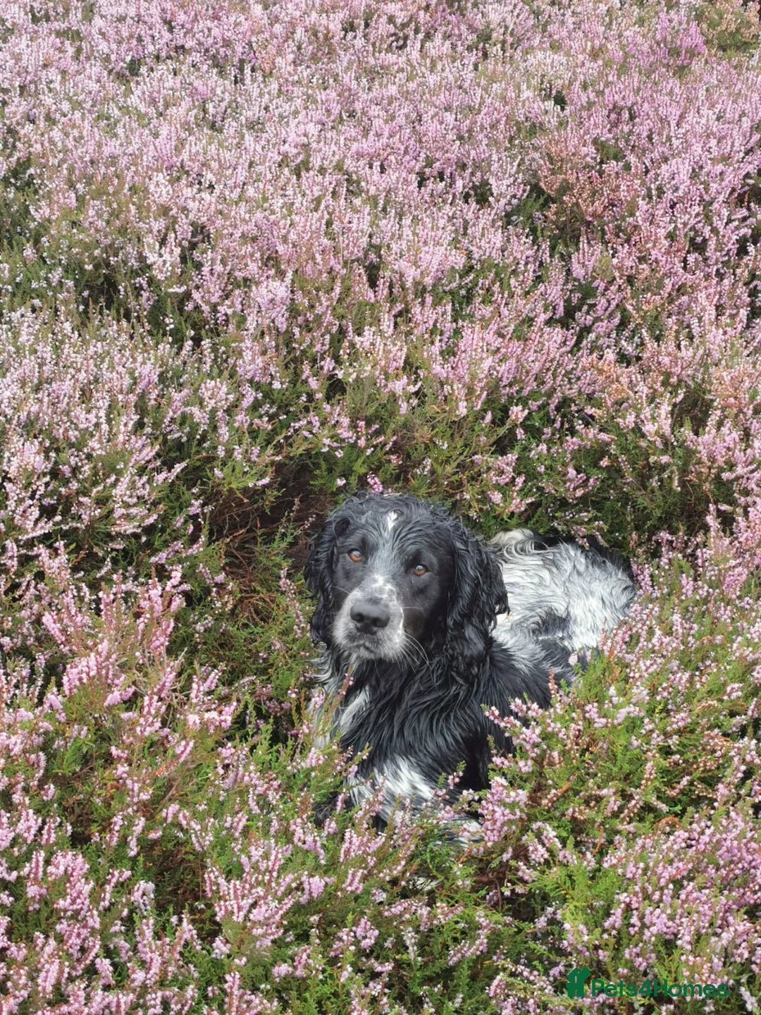 English Springer Spaniel dogs for stud: English Springer Spaniel For Stud - Health Tested in Kirriemuir - Advert 5
