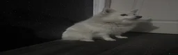 Mixed Breed dogs for sale: PomeranianSpitz in Middlesbrough - Advert 2