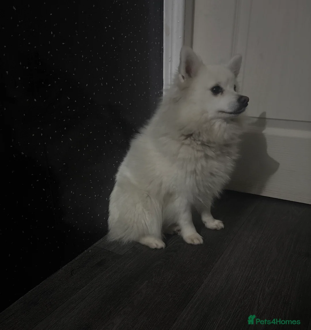 Mixed Breed dogs for sale: PomeranianSpitz in Middlesbrough - Advert 2