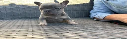 French Bulldog dogs for sale: HEALTH TESTED QUALITY FRENCH BULLDOG PUPPIES - Advert 15