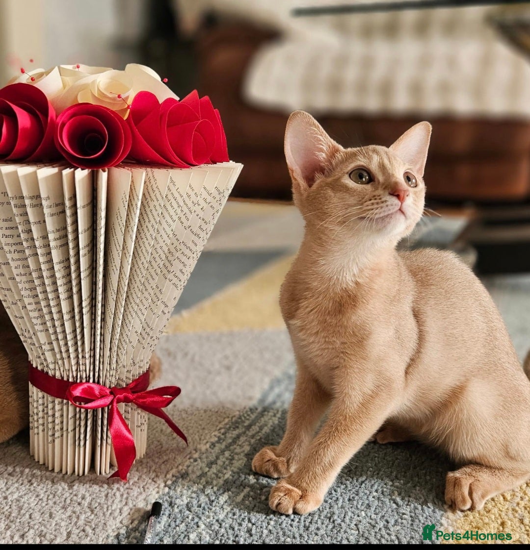 Abyssinian cats Abyssinian  - Advert 5