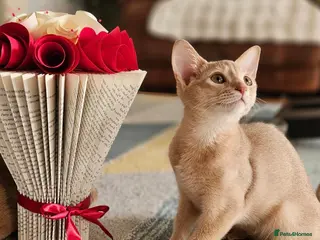 Abyssinian cats Abyssinian - Advert 5