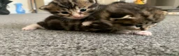 Mixed Breed cats for sale: Garfield  - Advert 8