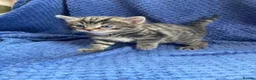 Maine Coon cats for sale: Mainecoon x  - Advert 9
