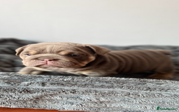 English Bulldog dogs for sale: English bulldog for sale  - Image 6