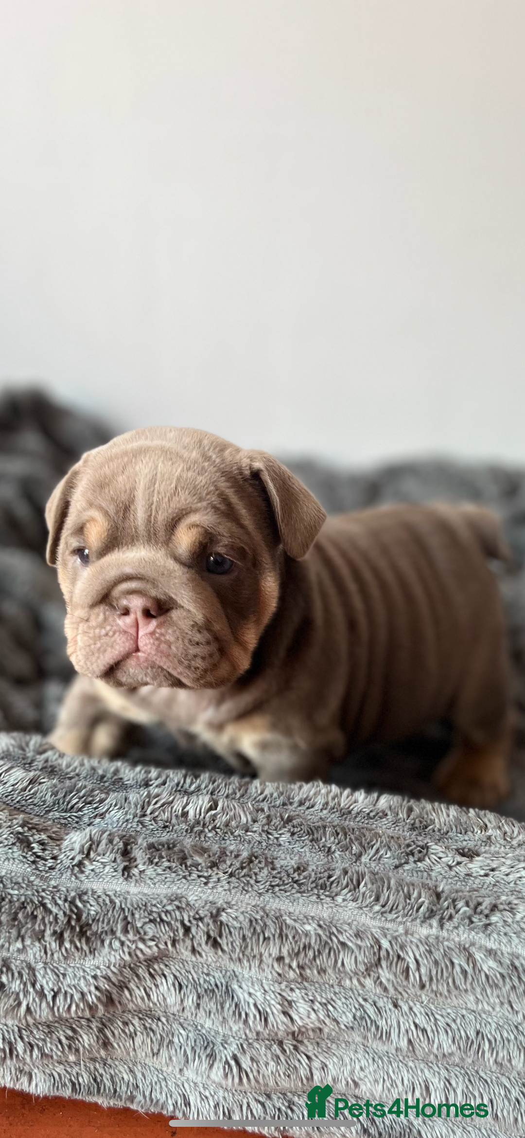 English Bulldog dogs for sale: English bulldog for sale  - Image 6