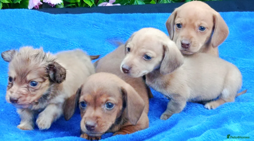 Miniature Dachshund dogs for sale: STUNNING CREAM LITTER KC REG PRA CLEAR - Advert 8