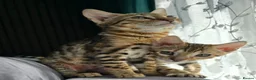 Bengal cats for sale: Ready NOW.. need go ASAP - Advert 32