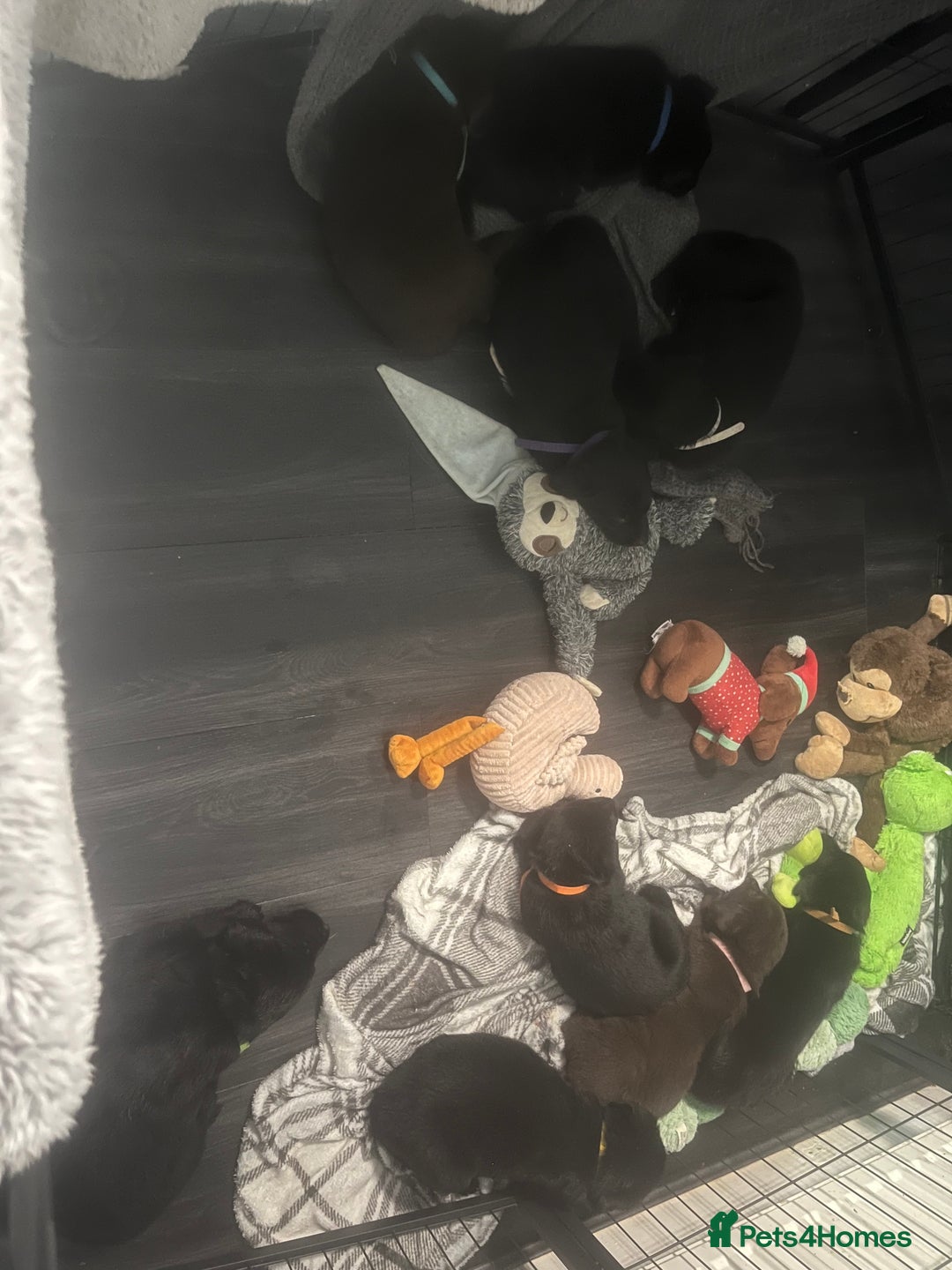 Mixed Breed dogs for sale: Belgian Shepherd x Goldador Puppies  - Advert 17