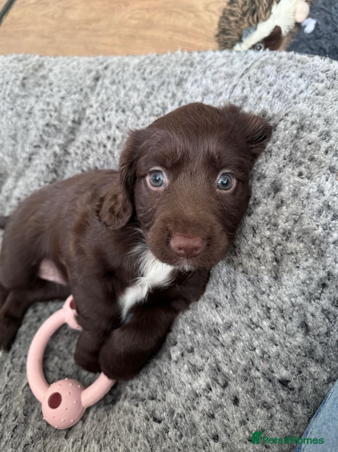 Cocker Spaniel dogs for stud: Fully KC Registered Black Cocker Spaniel for stud  in Tiverton - Advert 7