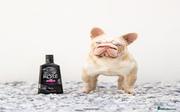 French Bulldog dogs for stud: !!REDUCED!! BUBBLEGUM - PINK FRENCH BULLDOG STUD in Basildon - Image 1