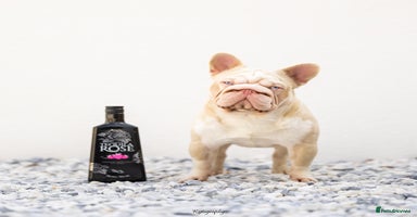 French Bulldog dogs !!DISCOUNT!! BUBBLEGUM - PINK FRENCH BULLDOG STUD in Basildon - Advert 6