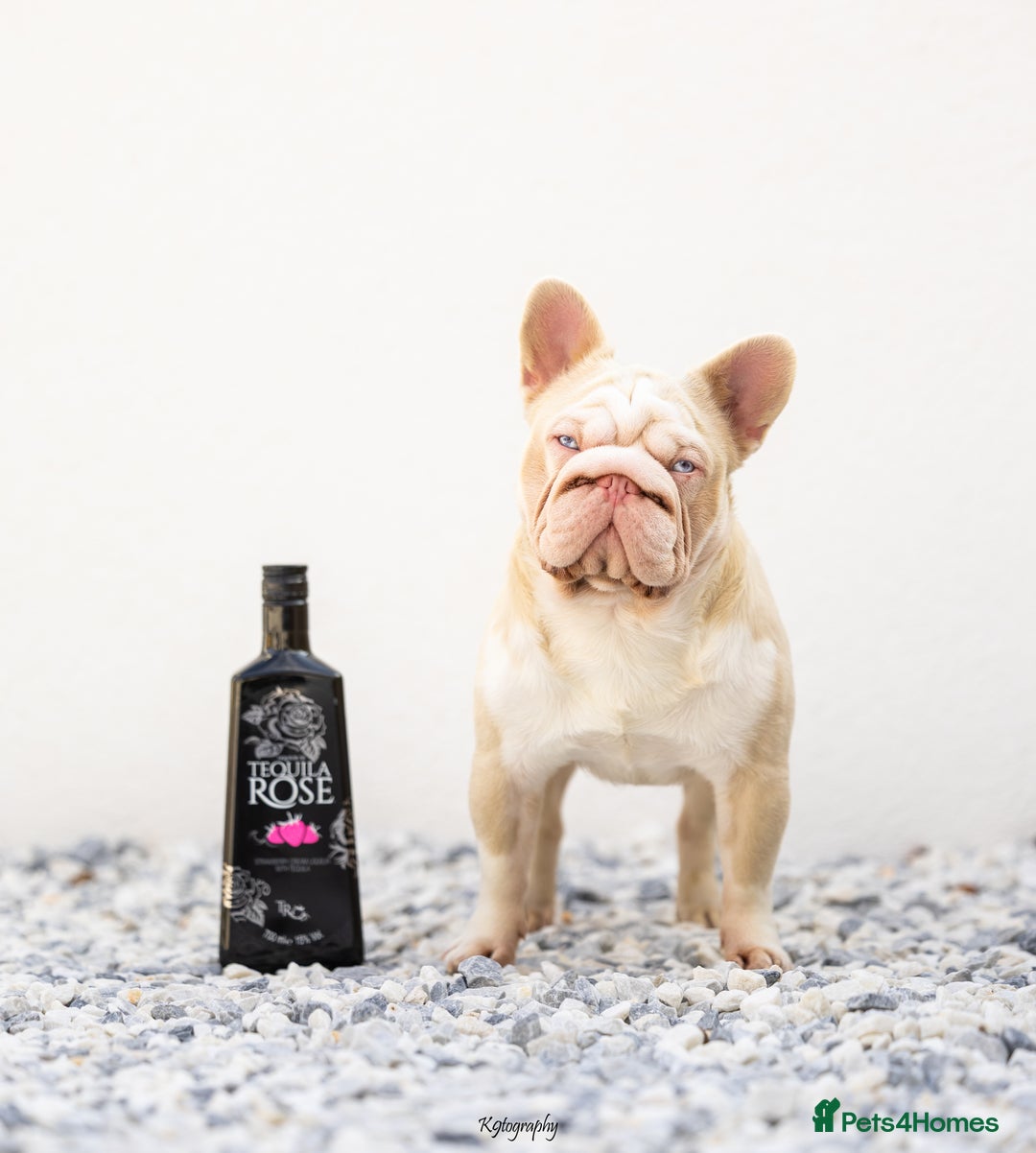 French Bulldog dogs for stud: !!REDUCED!! BUBBLEGUM - PINK FRENCH BULLDOG STUD in Basildon - Image 1