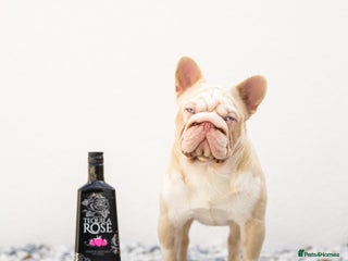 French Bulldog dogs in Basildon - Advert 4