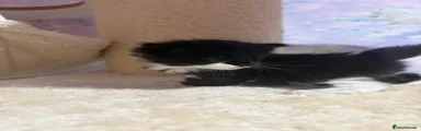 Ragcoon Kitten 4