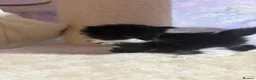 Ragcoon cats for sale: Beautiful Ragcoon Kittens for Sale - Advert 9