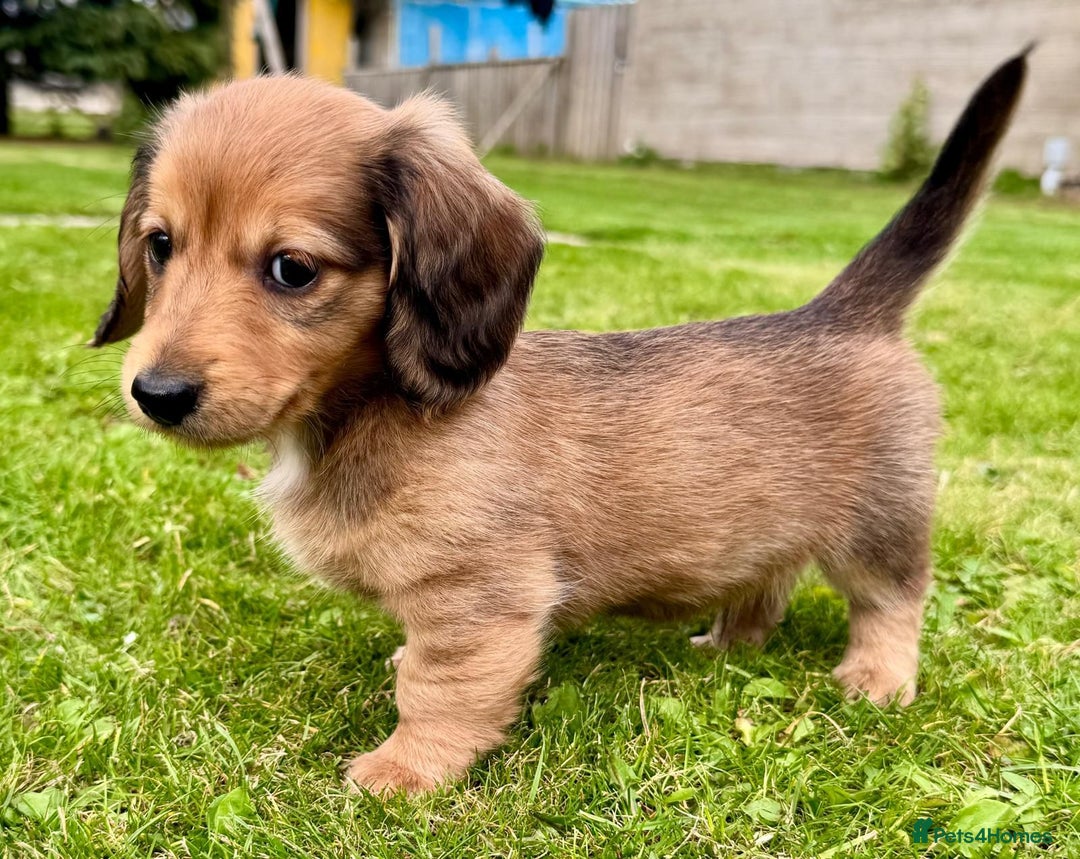 Miniature Dachshund dogs for sale: Red long haired shaded red  - Image 6