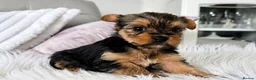 Yorkshire Terrier dogs for sale: Beautiful Yorkshire Terrier Puppies - Advert 5