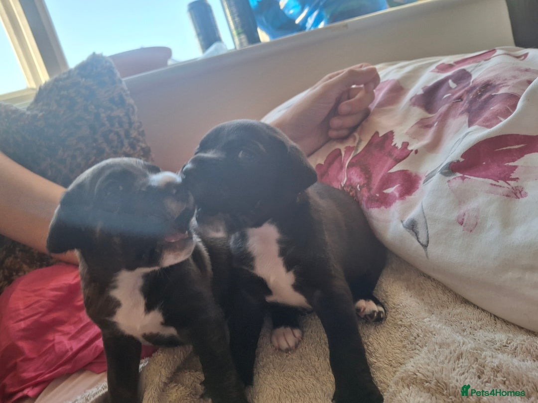 Mixed Breed dogs for sale: 2 boy 2 girls springer mixed with staff puppys - Image 14