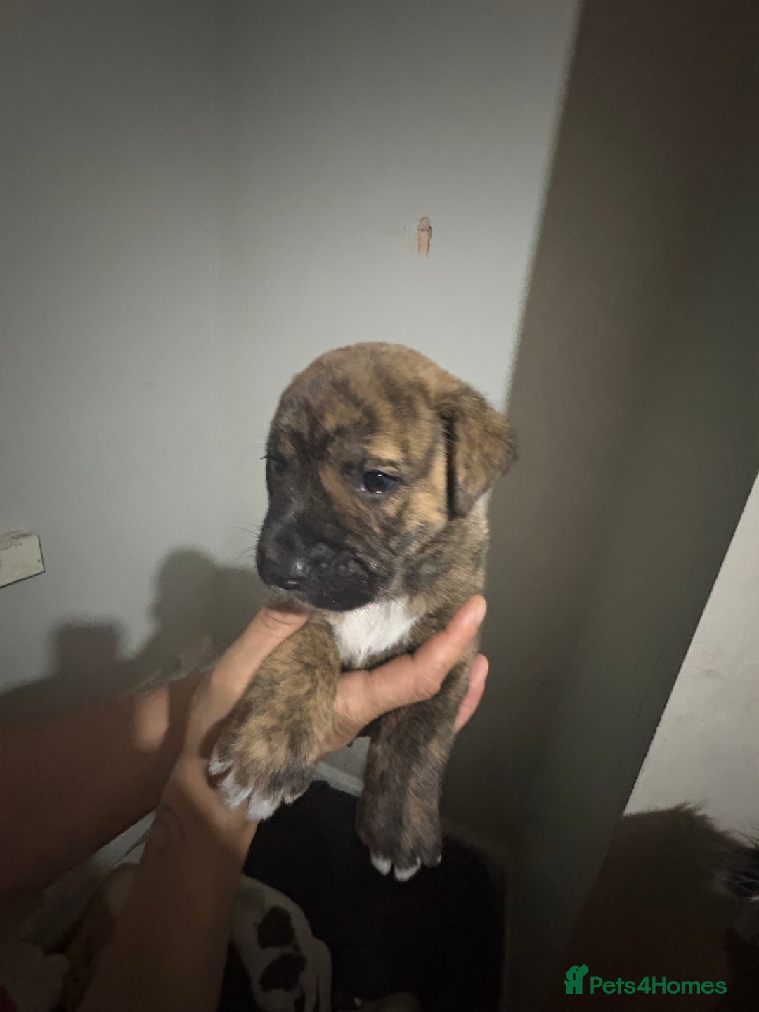 Mixed Breed dogs for sale: american akita  - Advert 21