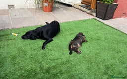 Miniature Dachshund dogs for sale: Pebbles Wirehair Miniature Dachshund  - Image 4